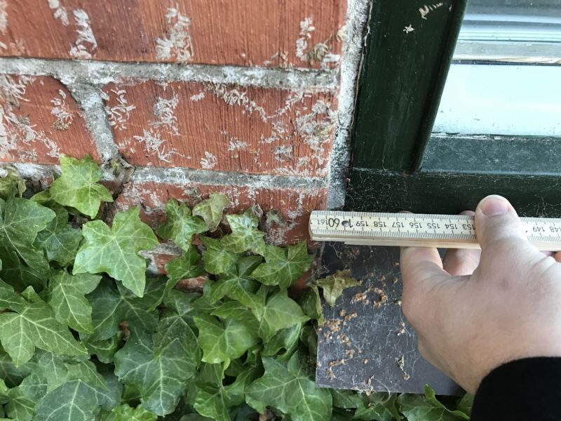 Nærbillede af murværk med saltudblomstringer, hvor en person måler op ved et vindue omgivet af vedbend.